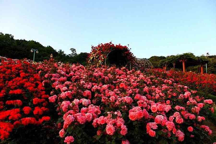 Điểm danh những cánh đồng hoa hồng đẹp nhất thế giới - Điện Máy ...