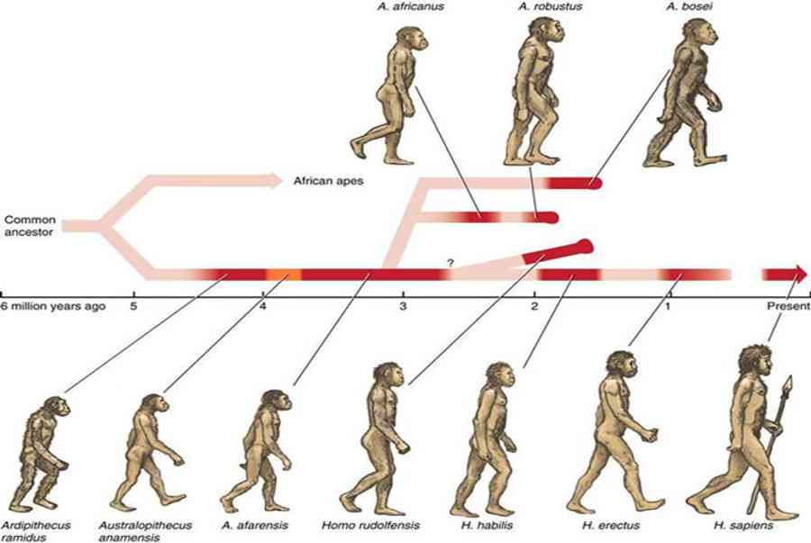 sơ đồ quá trình tiến hóa của loài người